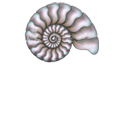 NAUTILE IMMOBILIER